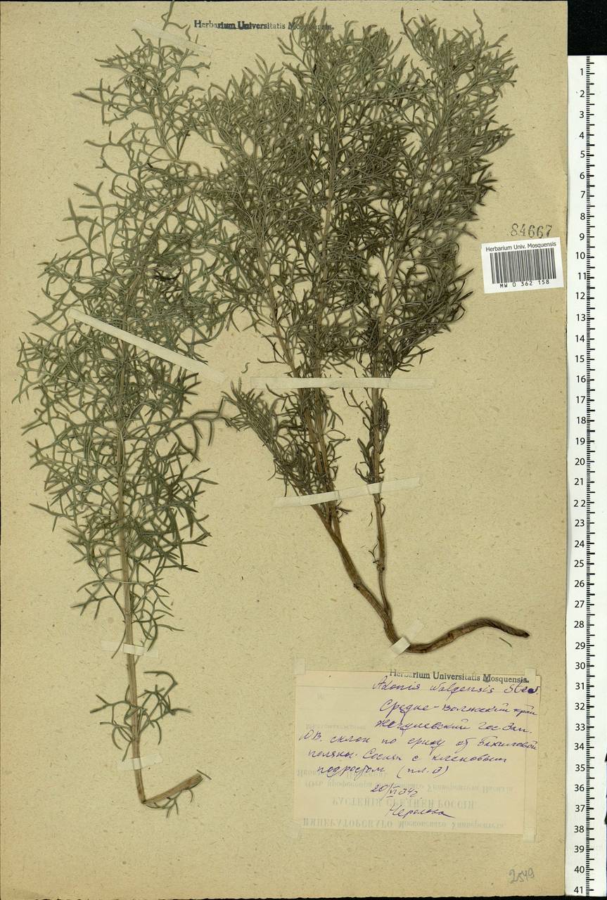 Adonis volgensis DC., Eastern Europe, Middle Volga region (E8) (Russia)