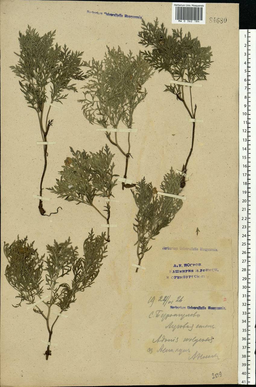 Adonis volgensis DC., Eastern Europe, Eastern region (E10) (Russia)