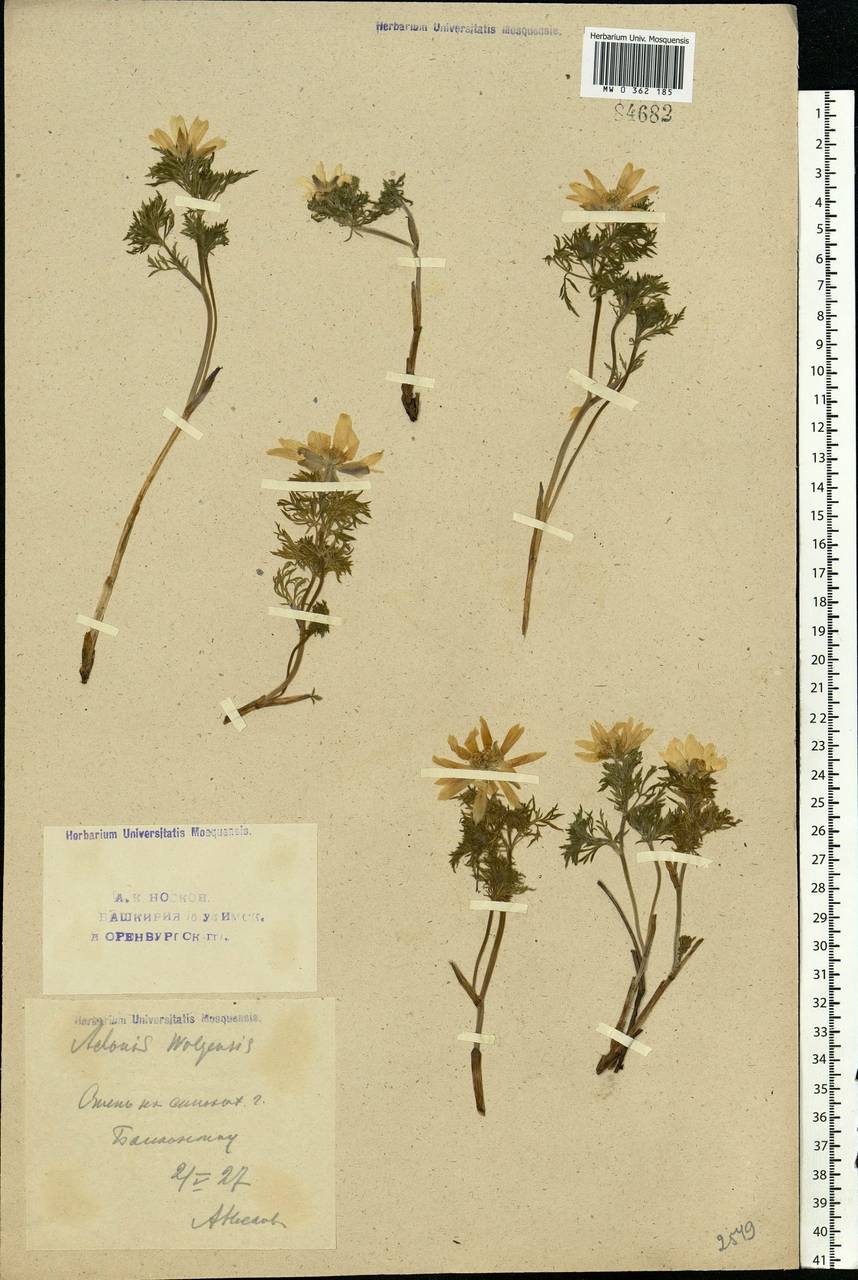Adonis volgensis DC., Eastern Europe, Eastern region (E10) (Russia)