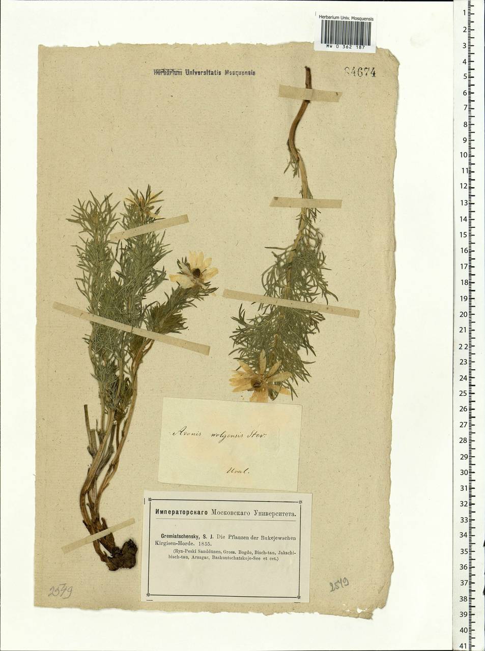 Adonis volgensis DC., Middle Asia, Caspian Ustyurt & Northern Aralia (M8) (Kazakhstan)