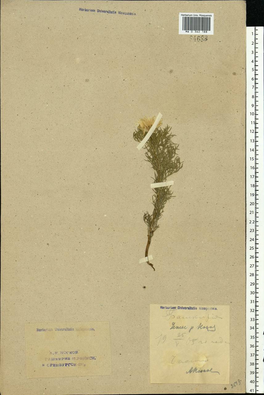 Adonis volgensis DC., Eastern Europe, Eastern region (E10) (Russia)