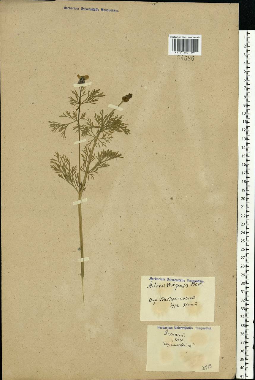 Adonis volgensis DC., Eastern Europe, North Ukrainian region (E11) (Ukraine)