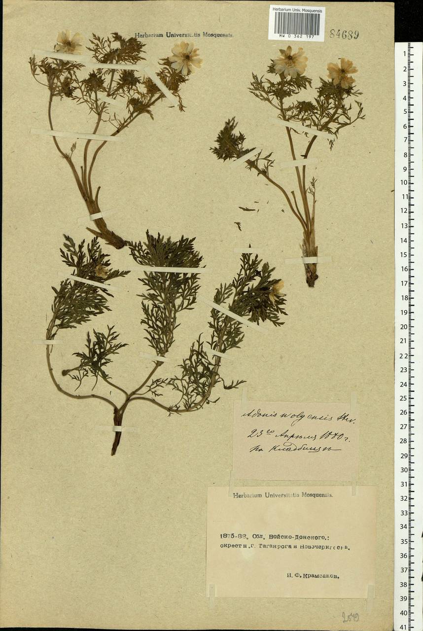 Adonis volgensis DC., Eastern Europe, Rostov Oblast (E12a) (Russia)