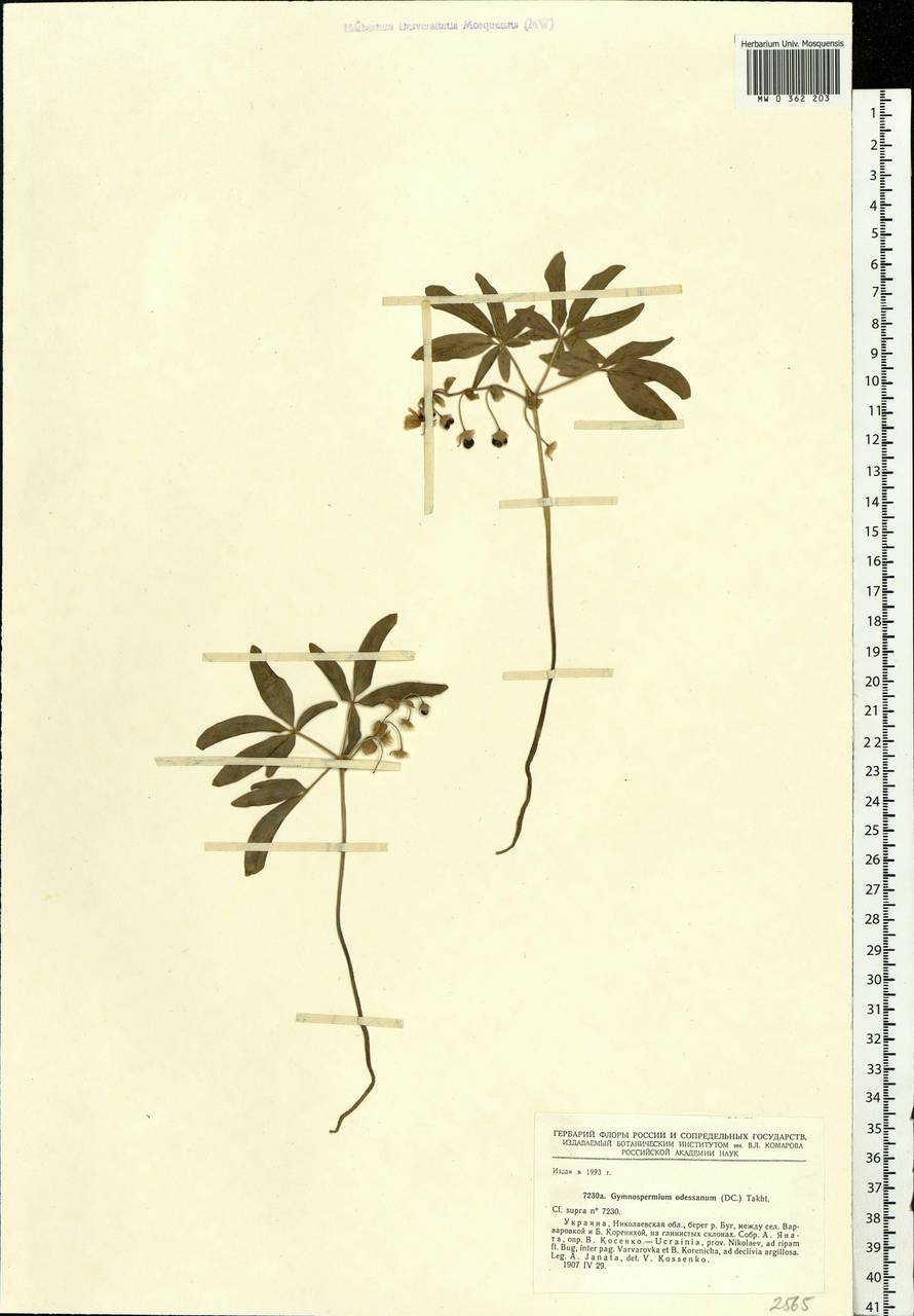 Gymnospermium odessanum (DC.) Takht., Eastern Europe, South Ukrainian region (E12) (Ukraine)