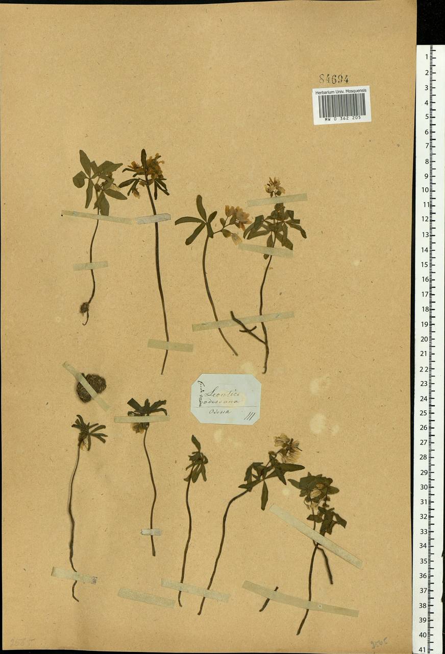 Gymnospermium odessanum (DC.) Takht., Eastern Europe, South Ukrainian region (E12) (Ukraine)