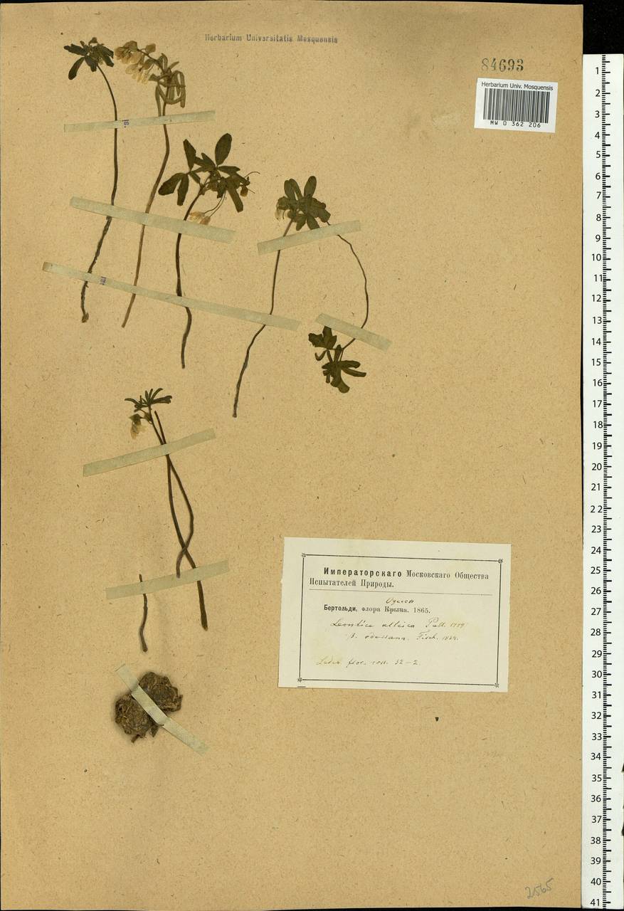 Gymnospermium odessanum (DC.) Takht., Eastern Europe, South Ukrainian region (E12) (Ukraine)