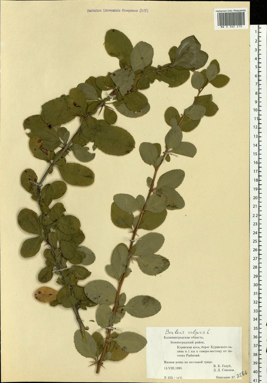 Berberis vulgaris L., Eastern Europe, North-Western region (E2) (Russia)