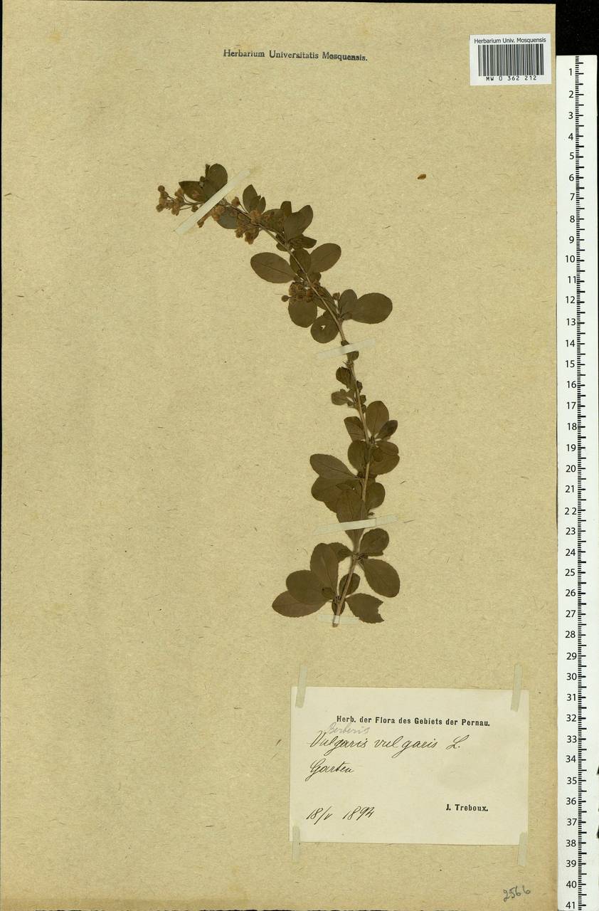 Berberis vulgaris L., Eastern Europe, Estonia (E2c) (Estonia)