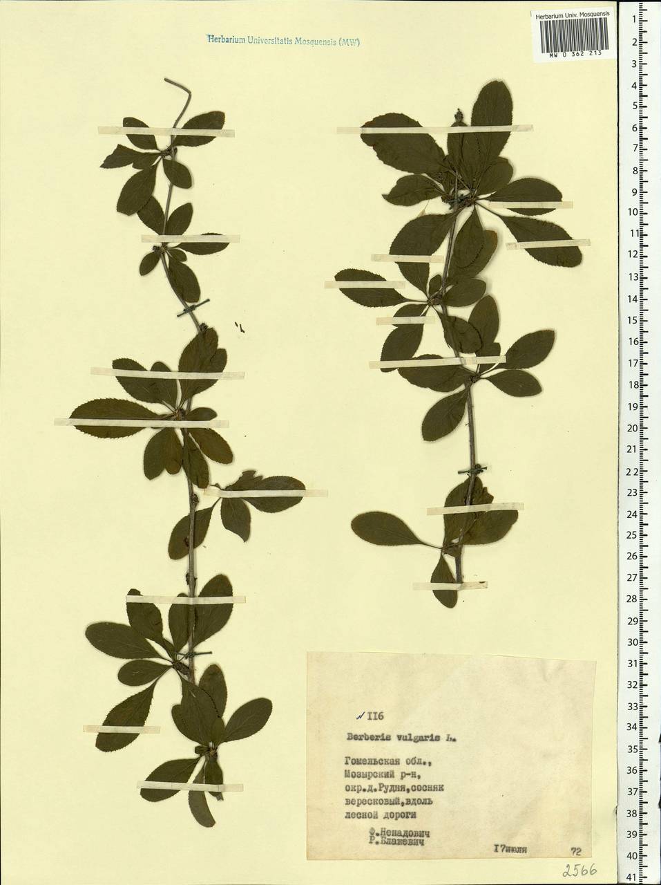 Berberis vulgaris L., Eastern Europe, Belarus (E3a) (Belarus)