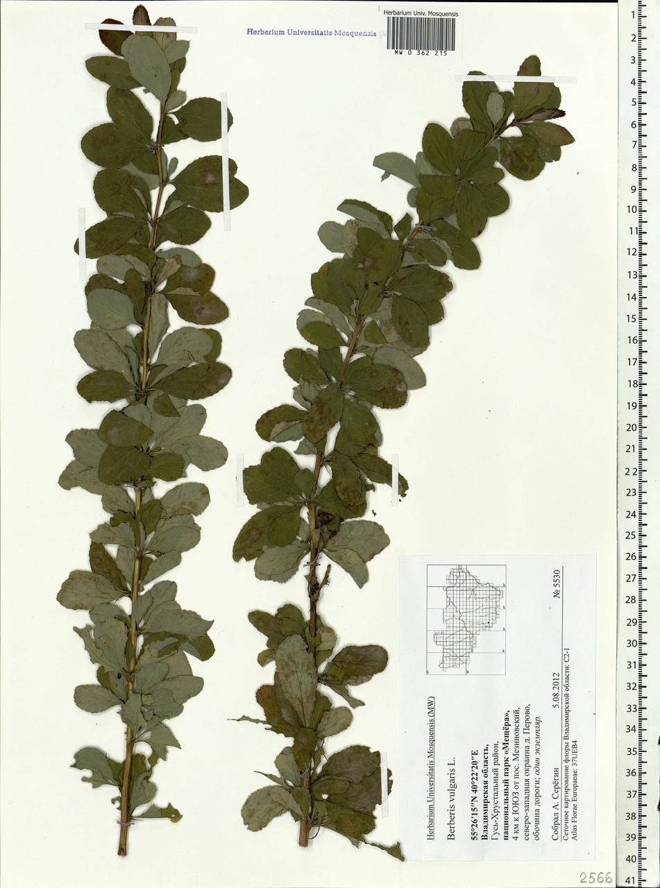 Berberis vulgaris L., Eastern Europe, Central region (E4) (Russia)
