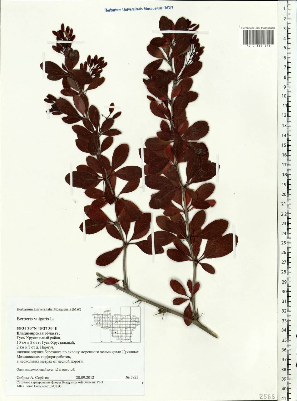 Berberis vulgaris L., Eastern Europe, Central region (E4) (Russia)