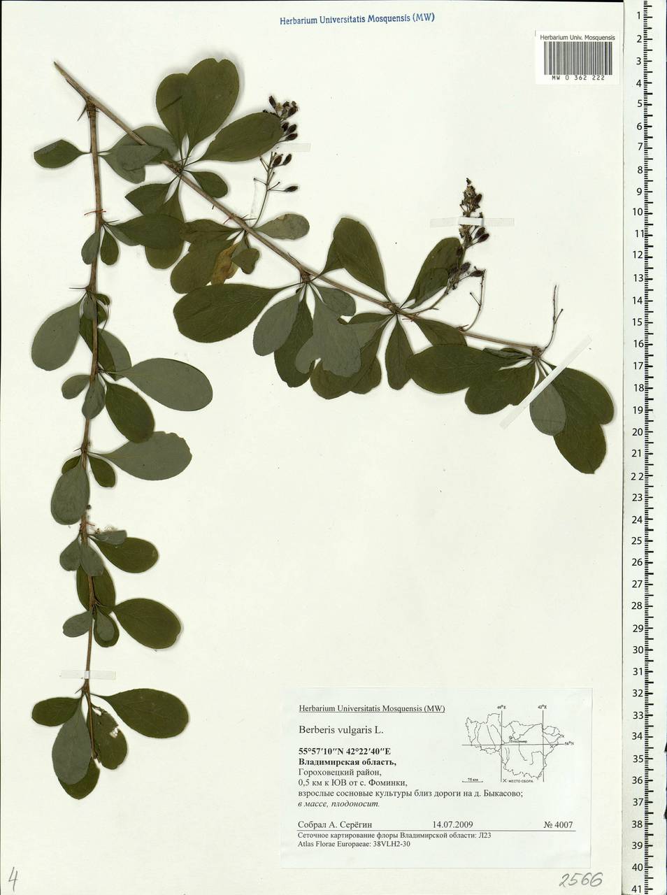Berberis vulgaris L., Eastern Europe, Central region (E4) (Russia)