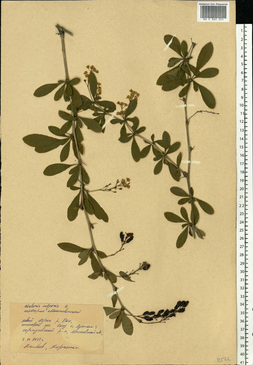 Berberis vulgaris L., Eastern Europe, Moscow region (E4a) (Russia)