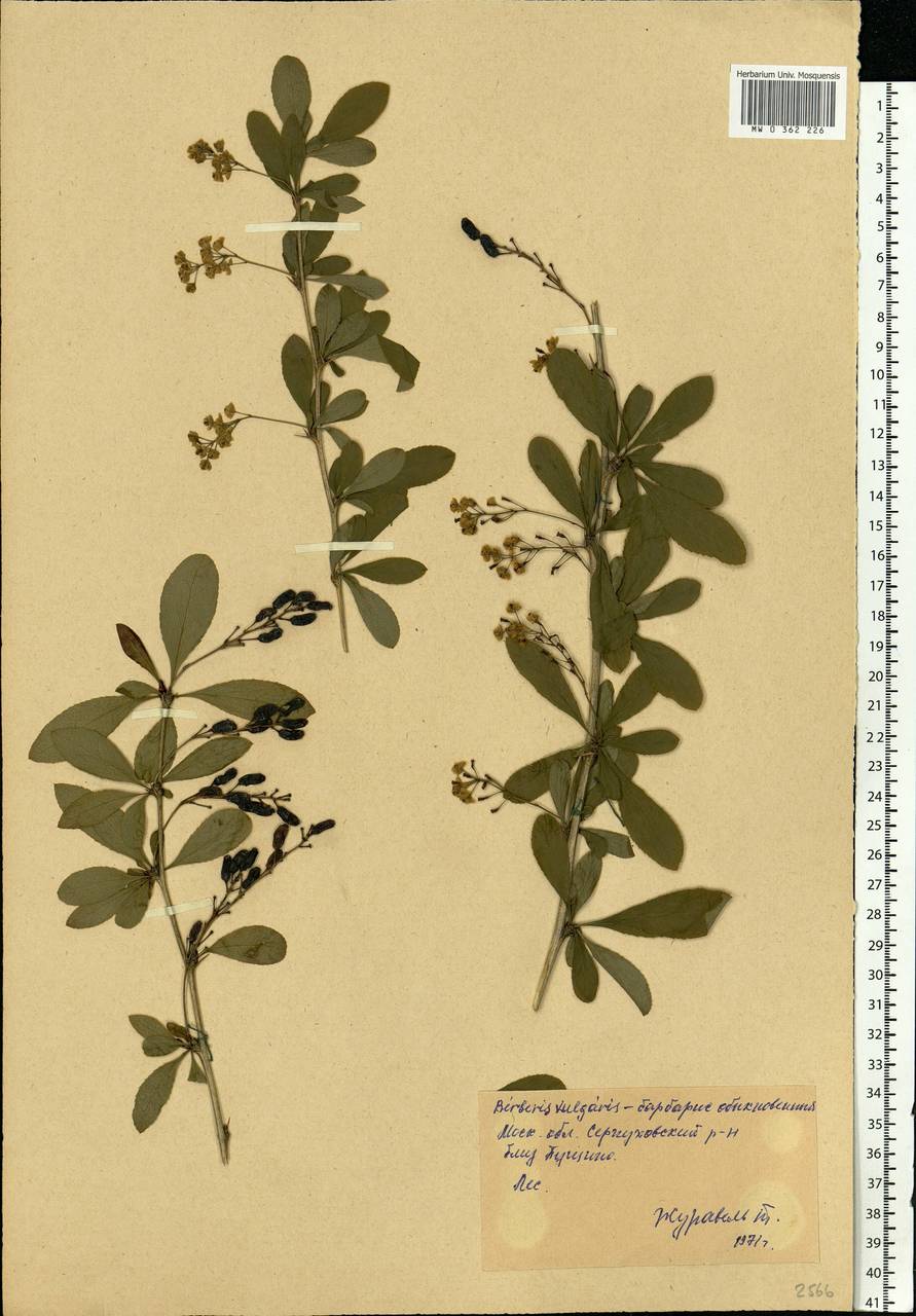 Berberis vulgaris L., Eastern Europe, Moscow region (E4a) (Russia)