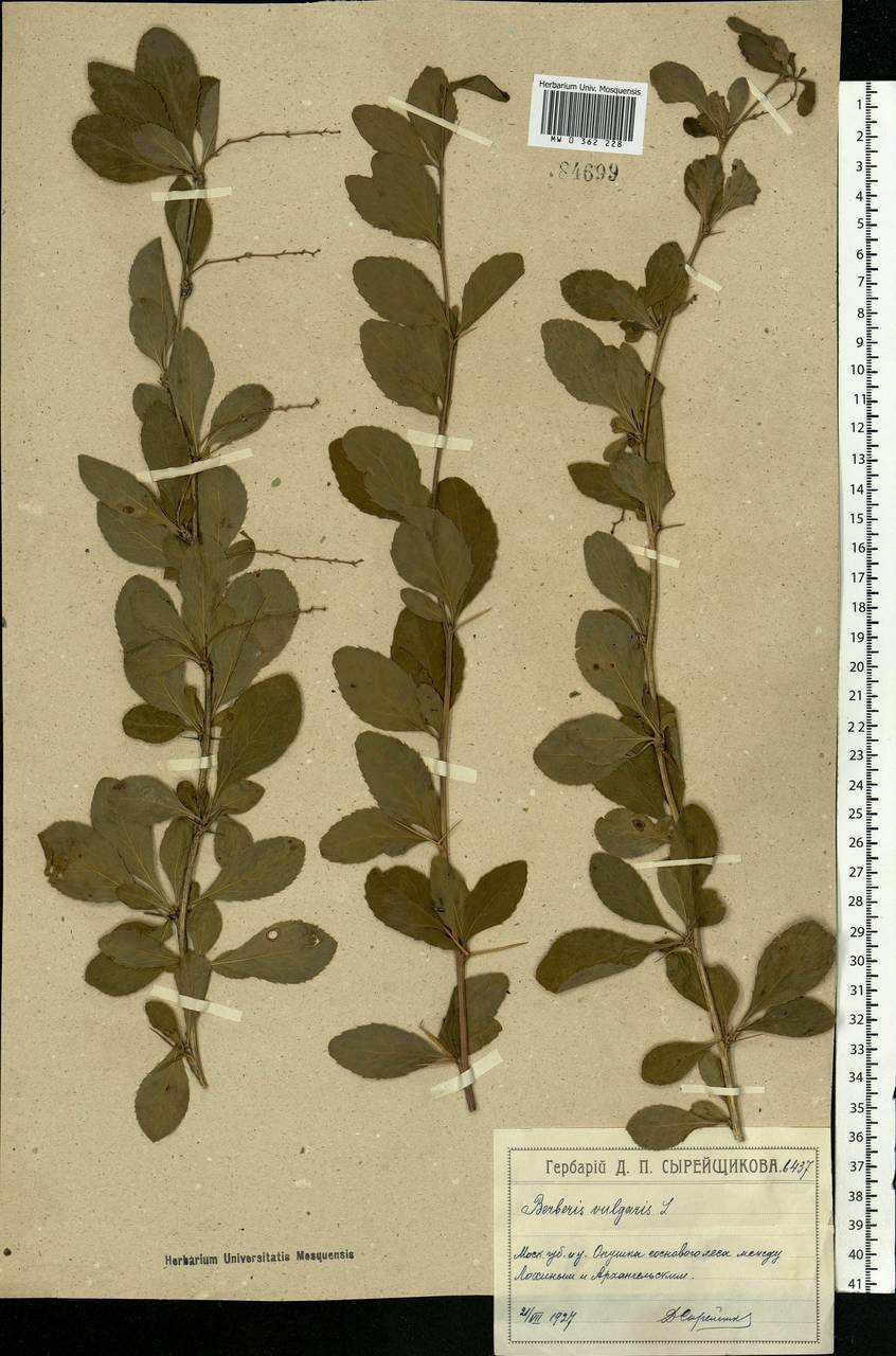 Berberis vulgaris L., Eastern Europe, Moscow region (E4a) (Russia)