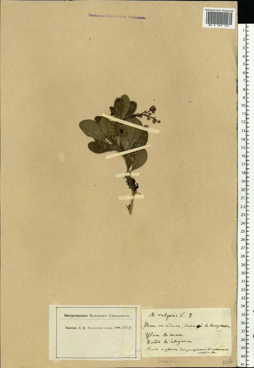 Berberis vulgaris L., Eastern Europe, Moscow region (E4a) (Russia)