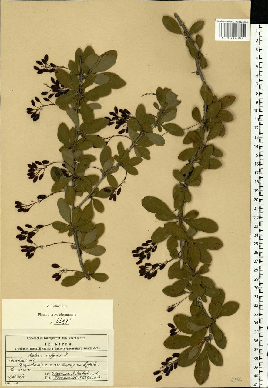 Berberis vulgaris L., Eastern Europe, Moscow region (E4a) (Russia)