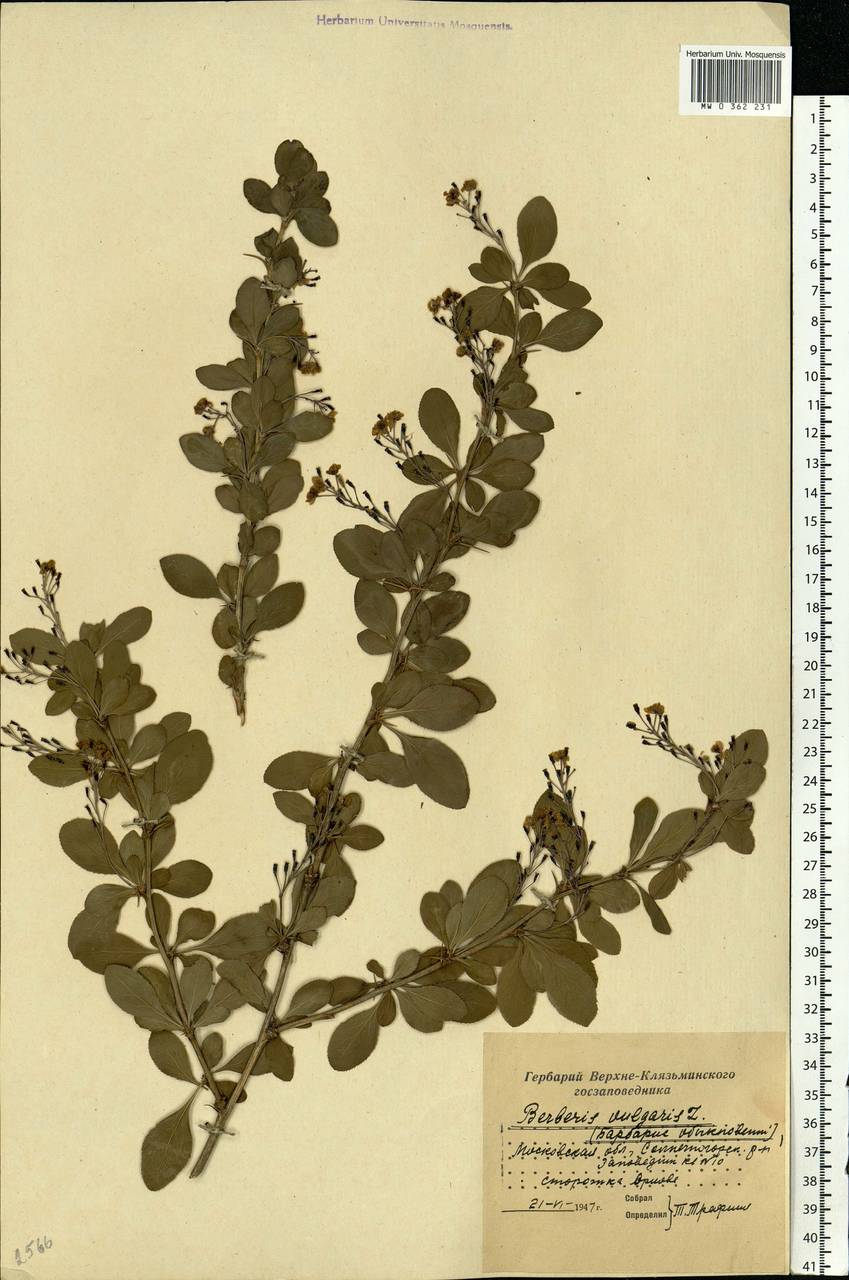 Berberis vulgaris L., Eastern Europe, Moscow region (E4a) (Russia)
