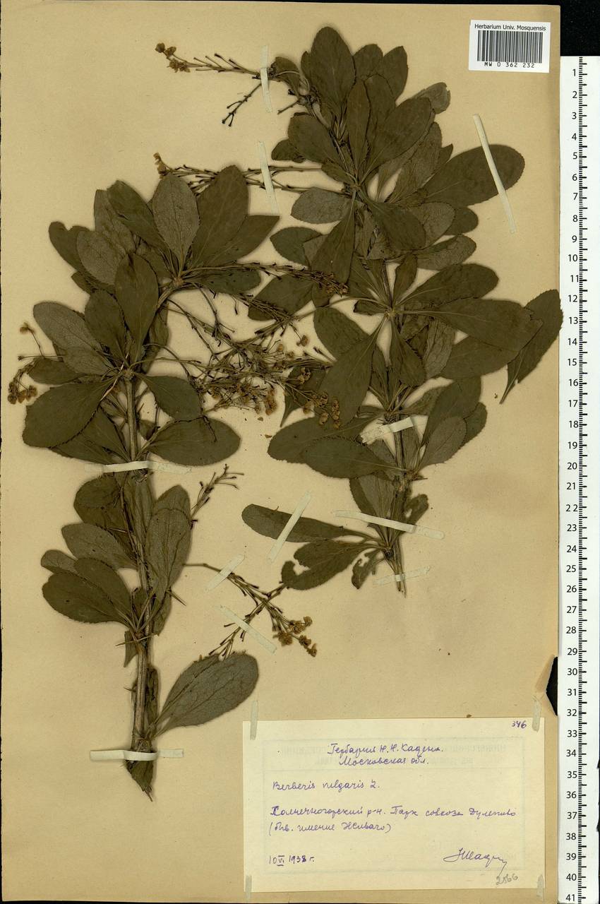 Berberis vulgaris L., Eastern Europe, Moscow region (E4a) (Russia)