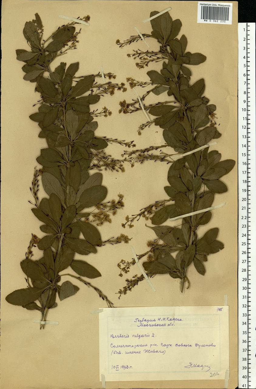 Berberis vulgaris L., Eastern Europe, Moscow region (E4a) (Russia)