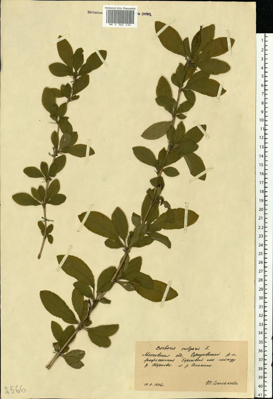 Berberis vulgaris L., Eastern Europe, Moscow region (E4a) (Russia)