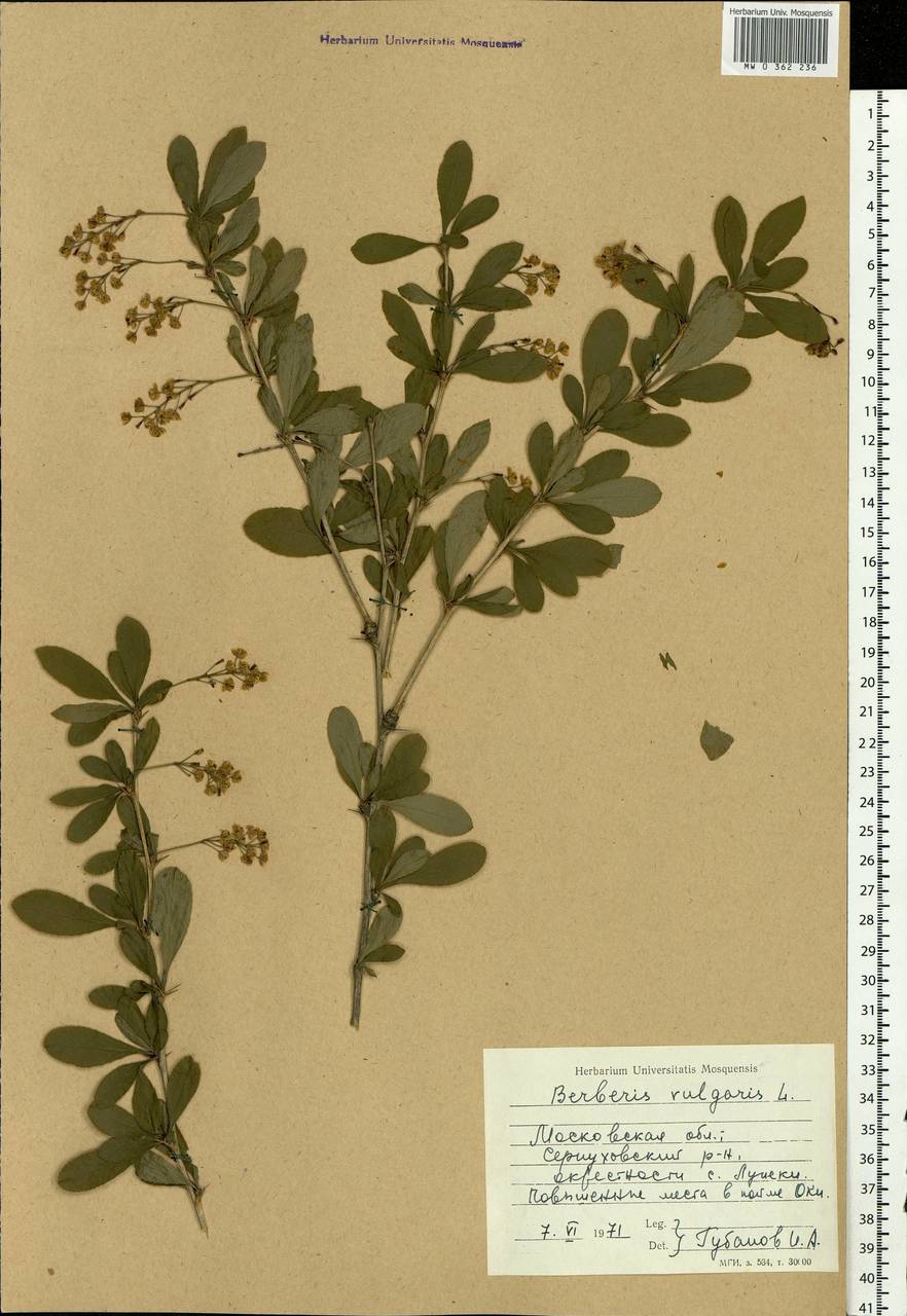 Berberis vulgaris L., Eastern Europe, Moscow region (E4a) (Russia)