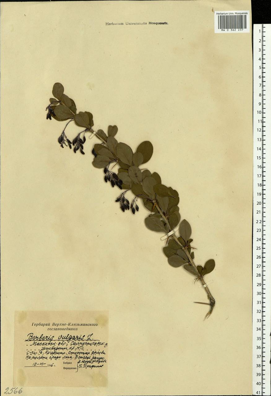 Berberis vulgaris L., Eastern Europe, Moscow region (E4a) (Russia)