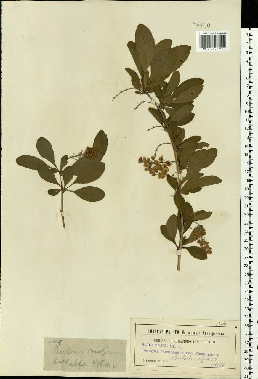 Berberis vulgaris L., Eastern Europe, Moscow region (E4a) (Russia)