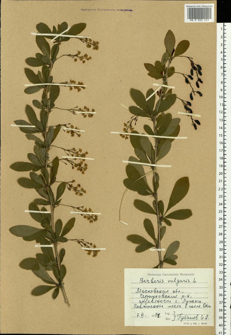 Berberis vulgaris L., Eastern Europe, Moscow region (E4a) (Russia)