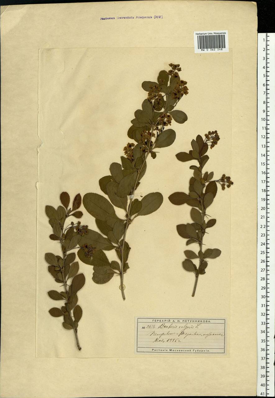 Berberis vulgaris L., Eastern Europe, Moscow region (E4a) (Russia)