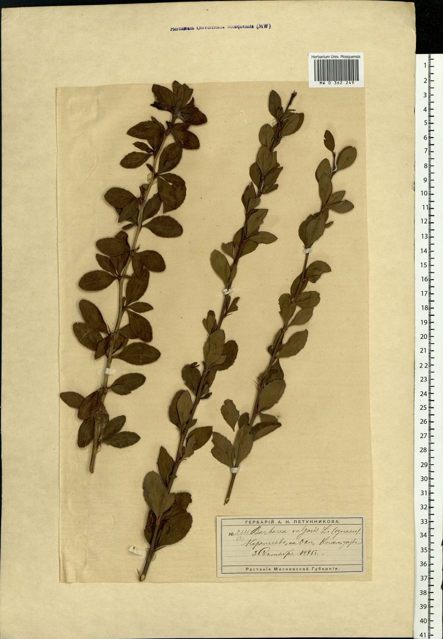 Berberis vulgaris L., Eastern Europe, Moscow region (E4a) (Russia)