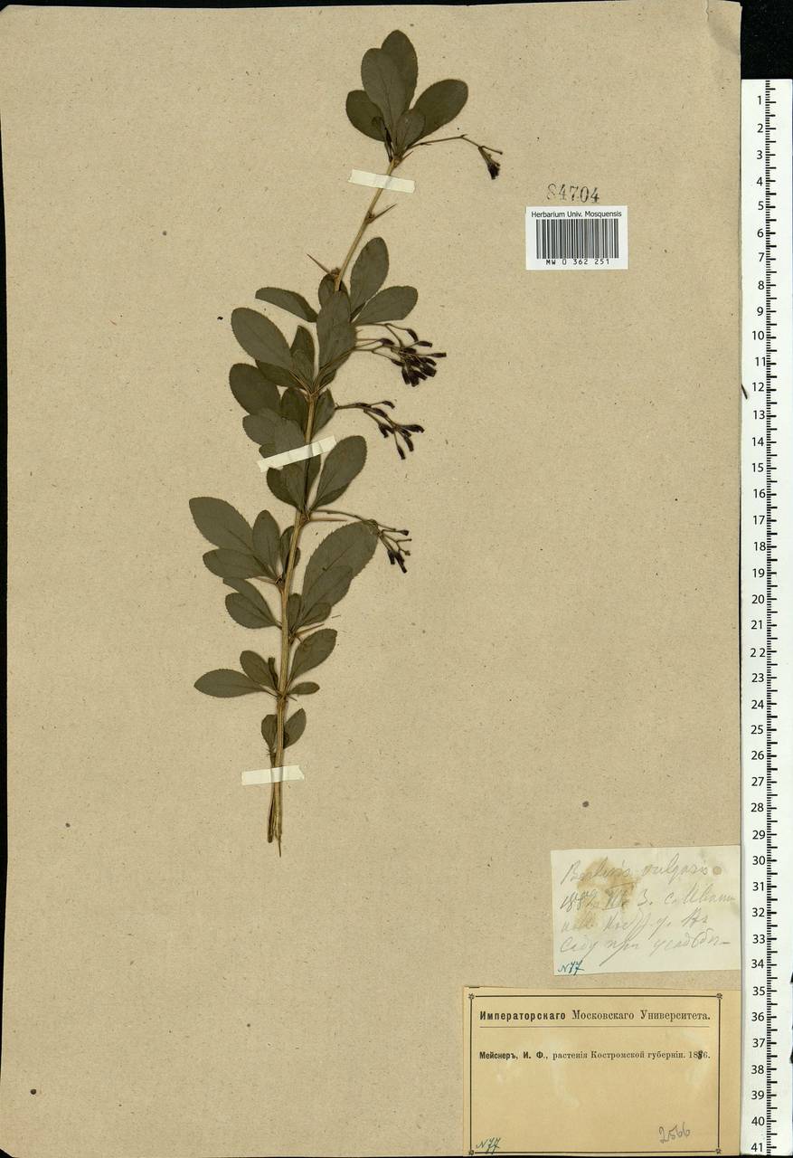 Berberis vulgaris L., Eastern Europe, Central forest region (E5) (Russia)