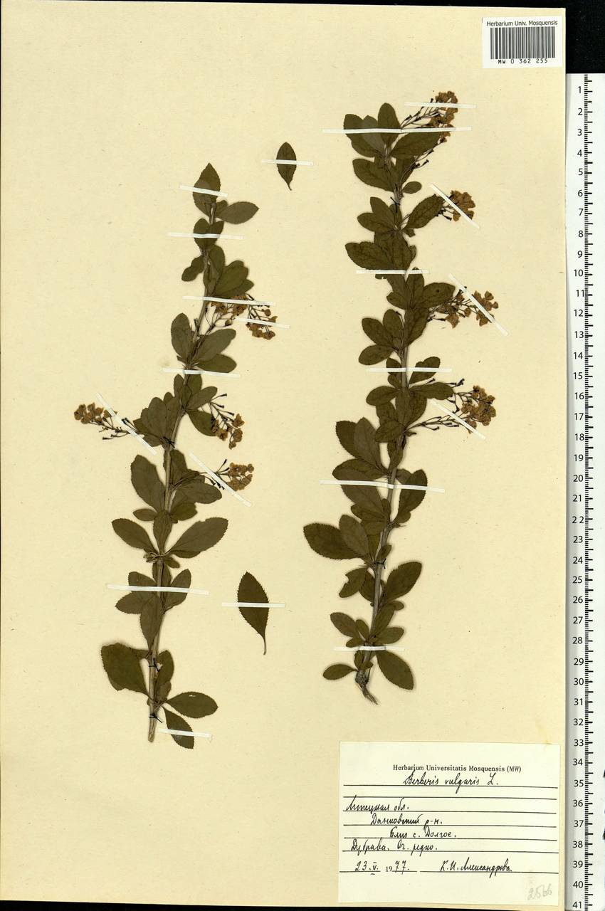 Berberis vulgaris L., Eastern Europe, Central forest-and-steppe region (E6) (Russia)