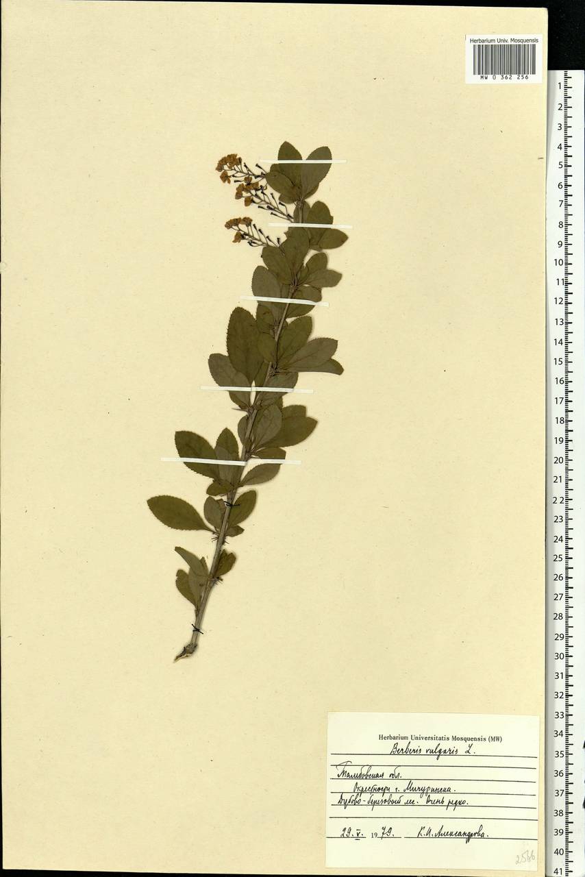 Berberis vulgaris L., Eastern Europe, Central forest-and-steppe region (E6) (Russia)