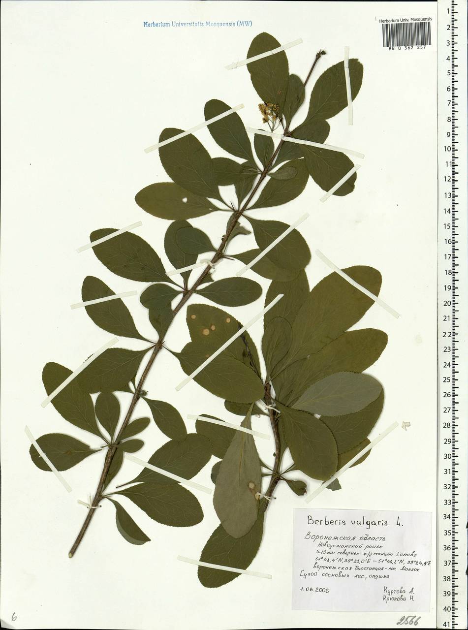 Berberis vulgaris L., Eastern Europe, Central forest-and-steppe region (E6) (Russia)