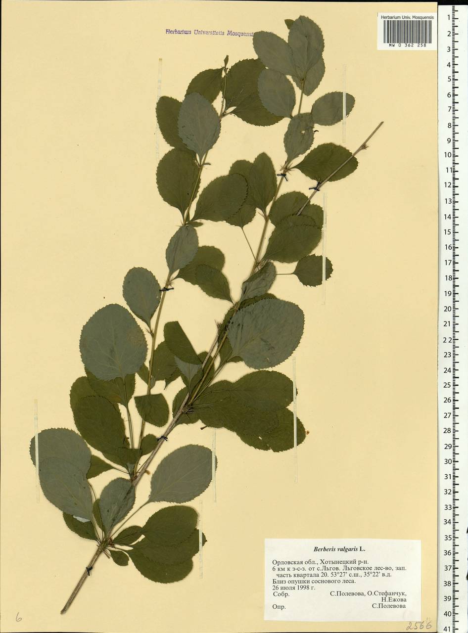 Berberis vulgaris L., Eastern Europe, Central forest-and-steppe region (E6) (Russia)