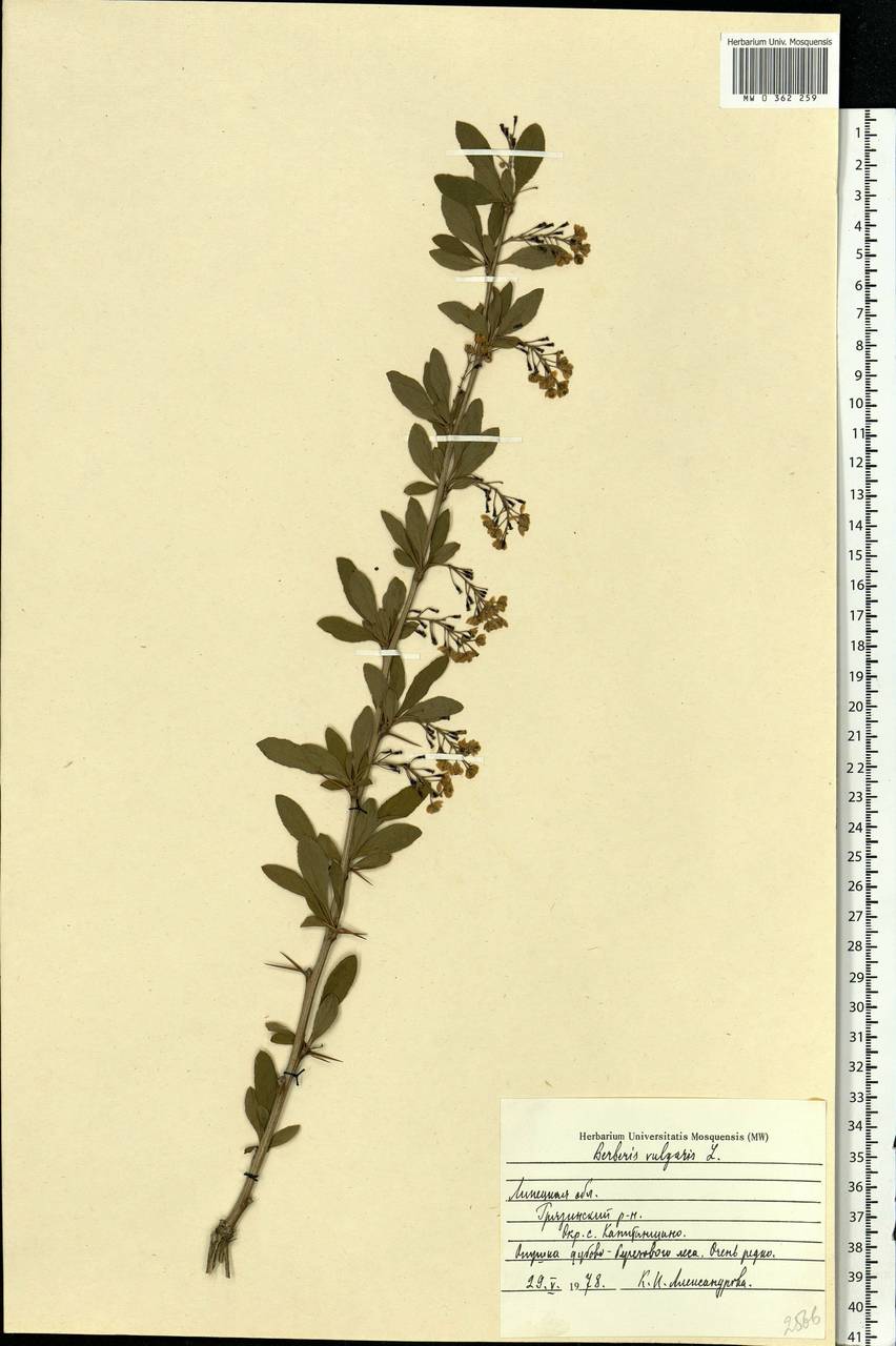 Berberis vulgaris L., Eastern Europe, Central forest-and-steppe region (E6) (Russia)