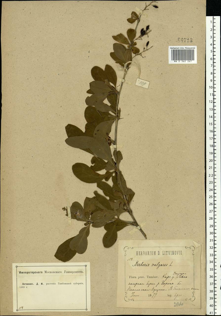 Berberis vulgaris L., Eastern Europe, Central forest-and-steppe region (E6) (Russia)