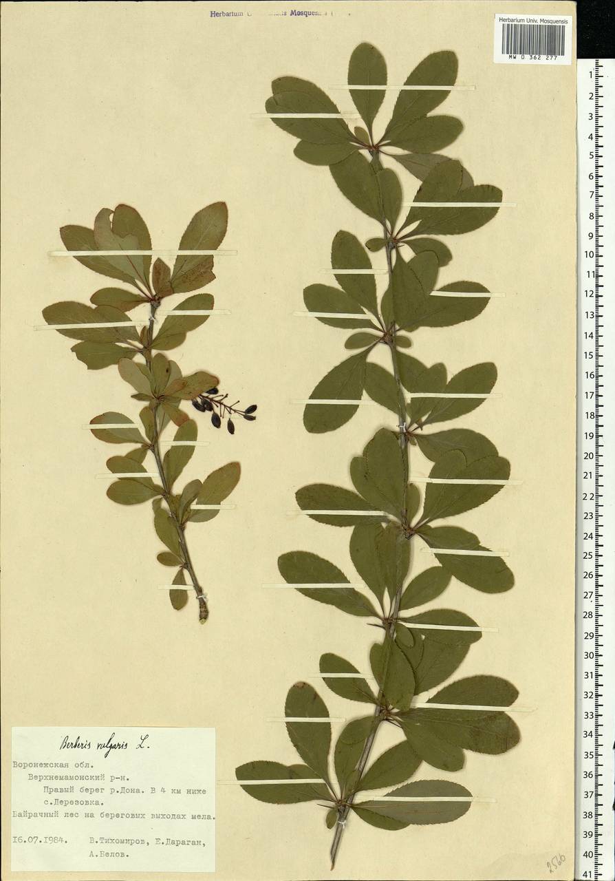 Berberis vulgaris L., Eastern Europe, Central forest-and-steppe region (E6) (Russia)
