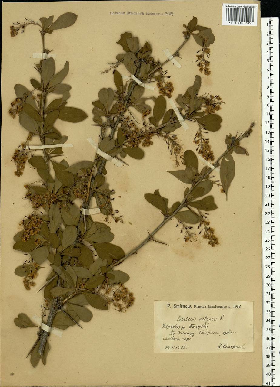Berberis vulgaris L., Eastern Europe, Lower Volga region (E9) (Russia)