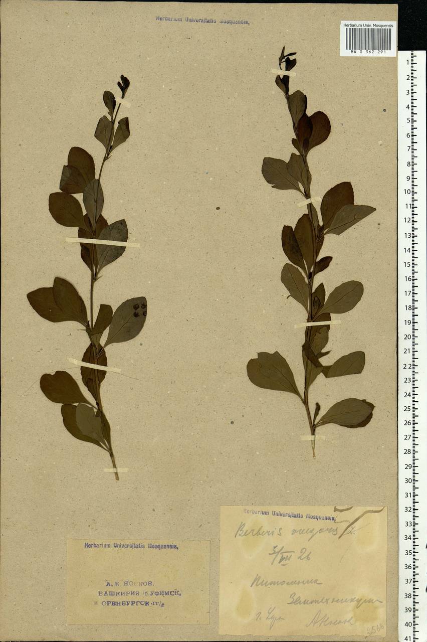 Berberis vulgaris L., Eastern Europe, Eastern region (E10) (Russia)