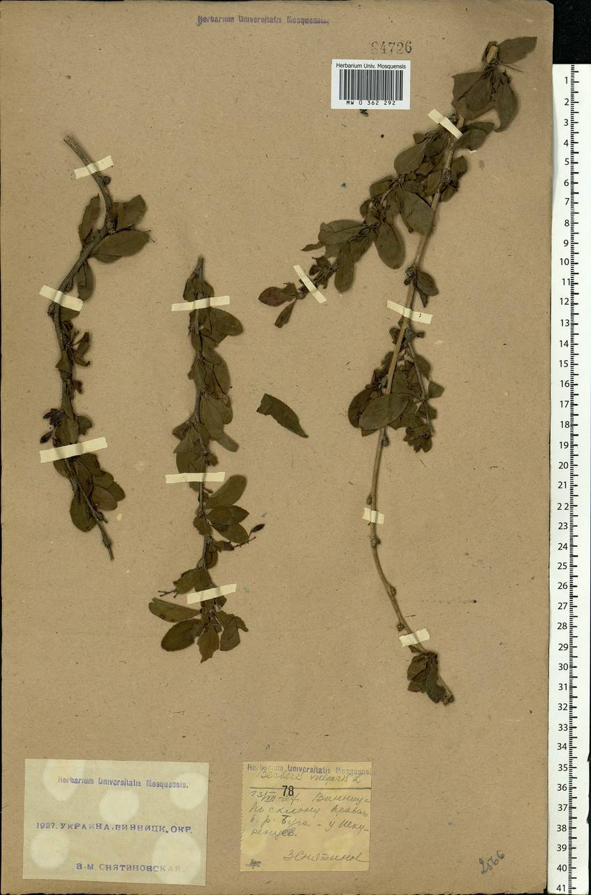 Berberis vulgaris L., Eastern Europe, South Ukrainian region (E12) (Ukraine)