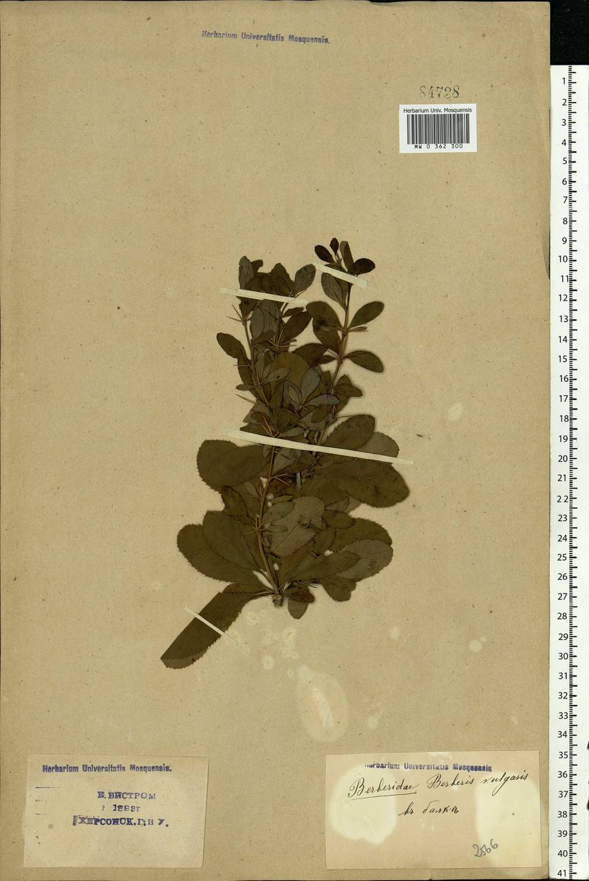 Berberis vulgaris L., Eastern Europe, South Ukrainian region (E12) (Ukraine)