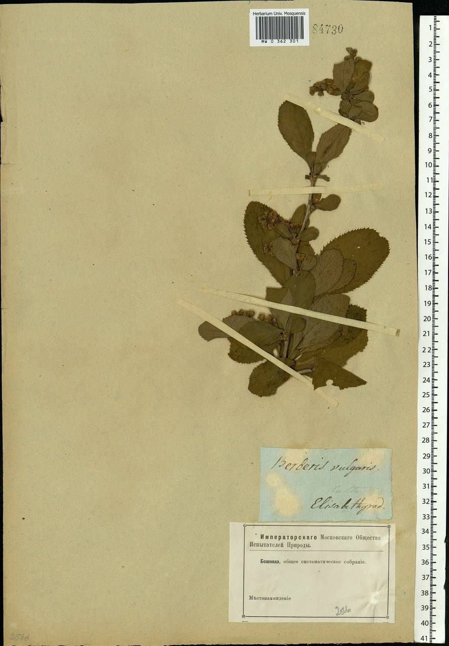 Berberis vulgaris L., Eastern Europe, South Ukrainian region (E12) (Ukraine)
