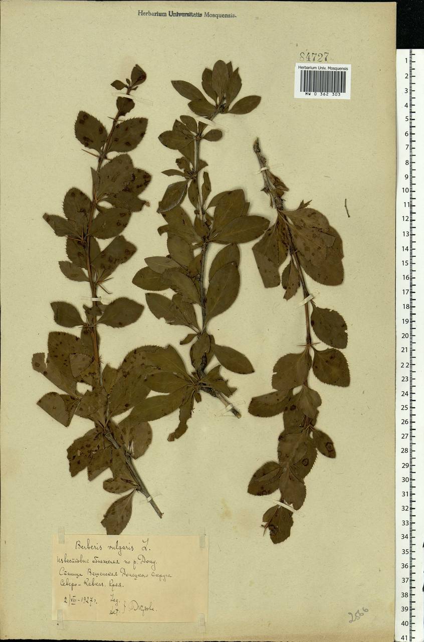Berberis vulgaris L., Eastern Europe, Rostov Oblast (E12a) (Russia)