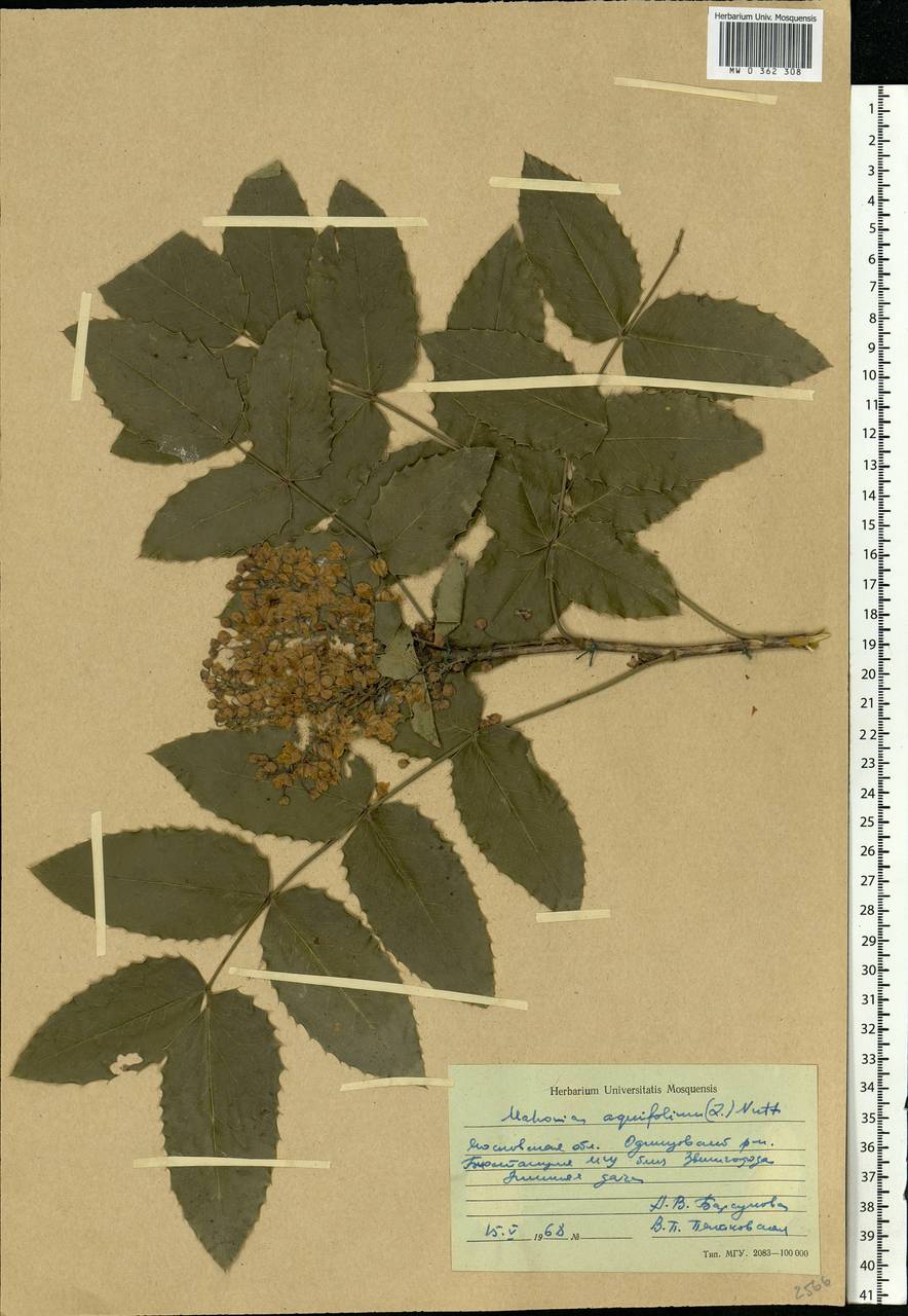 Mahonia aquifolium (Pursh) Nutt., Eastern Europe, Moscow region (E4a) (Russia)
