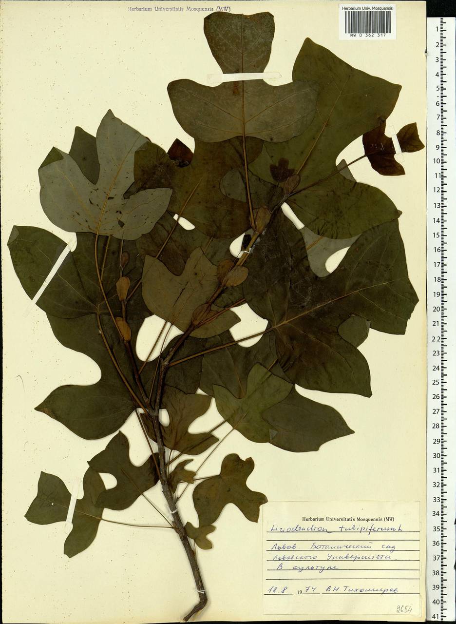 Liriodendron tulipifera L., Eastern Europe, West Ukrainian region (E13) (Ukraine)