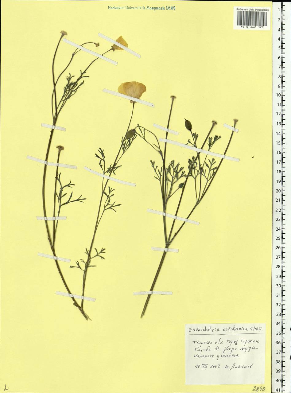 Eschscholzia californica Cham., Eastern Europe, North-Western region (E2) (Russia)