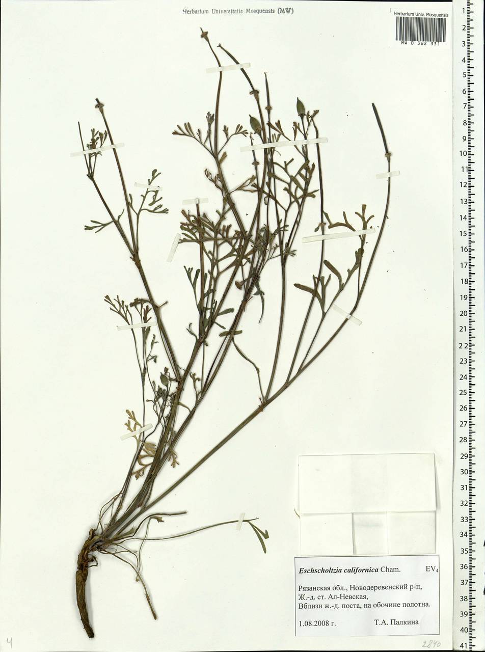 Eschscholzia californica Cham., Eastern Europe, Central region (E4) (Russia)