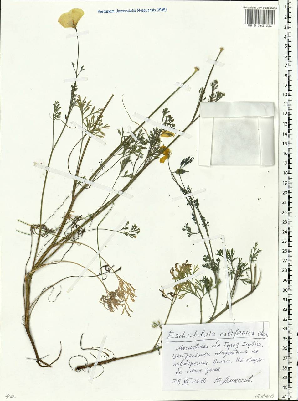 Eschscholzia californica Cham., Eastern Europe, Moscow region (E4a) (Russia)